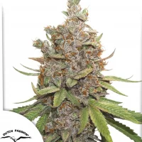 Auto Glueberry O.G.®